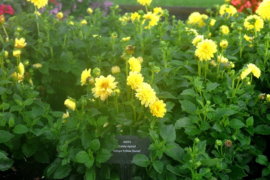 2015 Iowa State University Field Trials