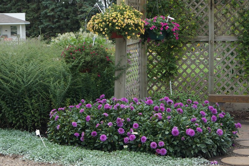 Dahlia Hypnotica Lavender (2015 Top 10 Performing Annuals at the University of Minnesota Field Trials)