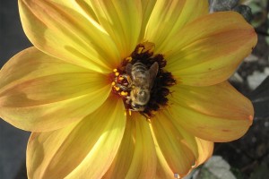 2015 Missouri Botanical Garden Field Trials