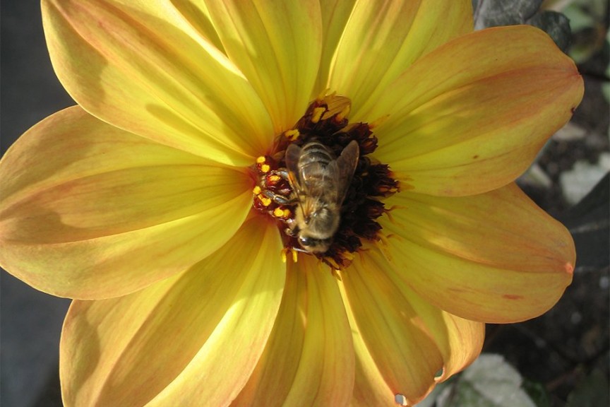 2015 Missouri Botanical Garden Field Trials