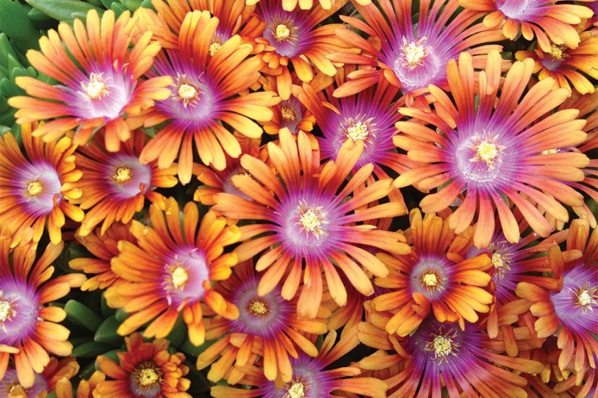 12 Succulents And Miniatures