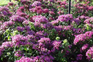 #3: Dianthus 'Jolt Pink' (Top 10 Of The 2015 Louisiana State University Field Trials)