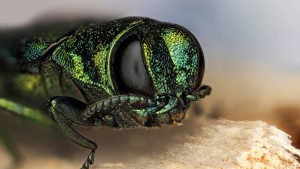 Top 9 Pest Reports In The Past Two Years