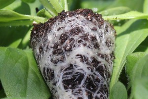 Agro Mix Line (Fafard et Frères)