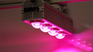 15 LED Lighting Solutions For Your Greenhouse