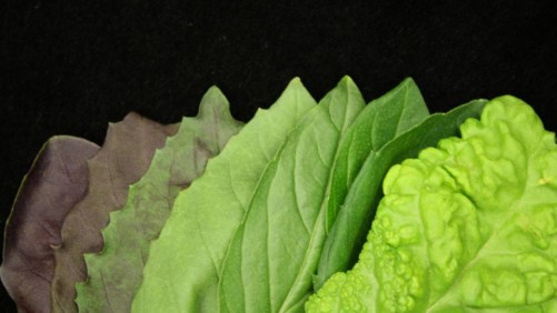 Managing Electrical Conductivity (EC) For Hydroponic Basil Production