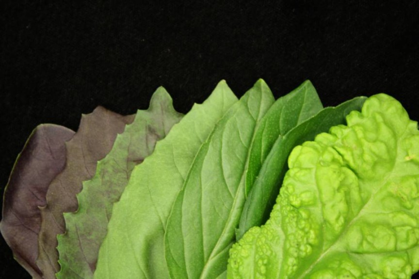 Hydroponic Basil Production