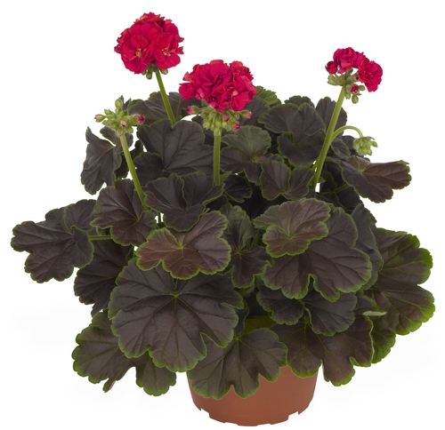 Geranium 'Brocade Cherry Night'