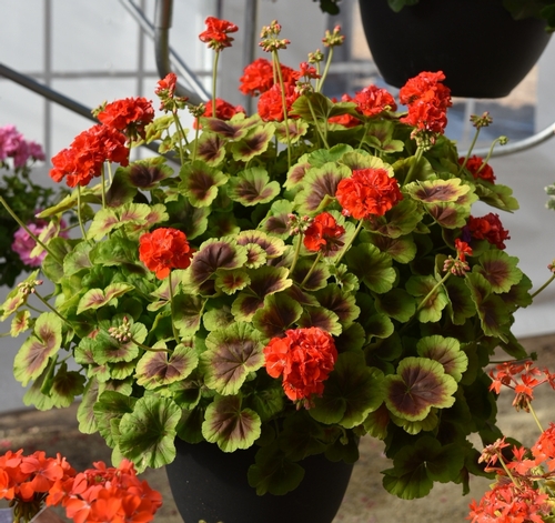 Geranium 'Brocade Fire'