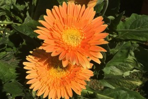 Gerbera 'Funtastic Mango' (Best in Show Summer Varieties At The 2015 Dallas Arboretum Field Trials)