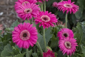 Gerbera 'Garvinea Sweet Dreams'  (2015 Costa Farms Field Trials)