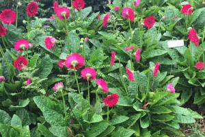 2015 University of Tennessee Field Trials