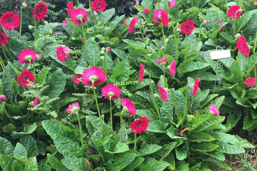 2015 University of Tennessee Field Trials