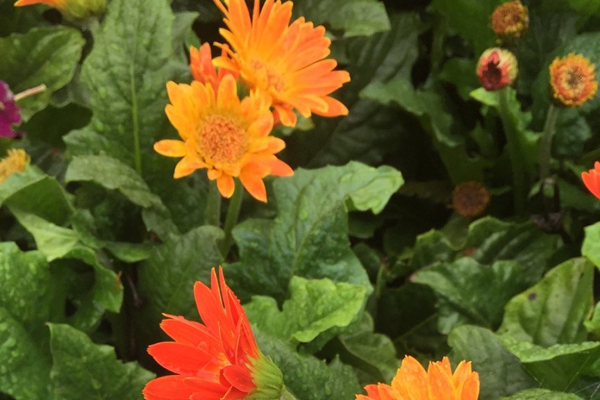 2015 University of Tennessee Field Trials