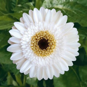 Gerbera 'Patio Acadia' (2015 D.S. Cole Growers Field Trials)