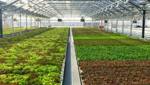 Gotham Greens Initiates Food Waste Campaign Just in Time for Thanksgiving