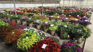 2015 Welby Gardens (Denver, Colo.) Field Trials Results