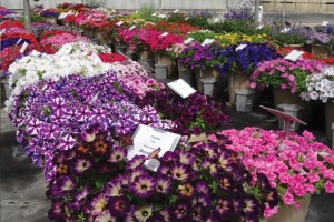 2015 Welby Gardens Field Trials