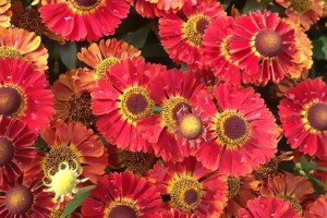 2015 Green Leaf Plants Field Trials