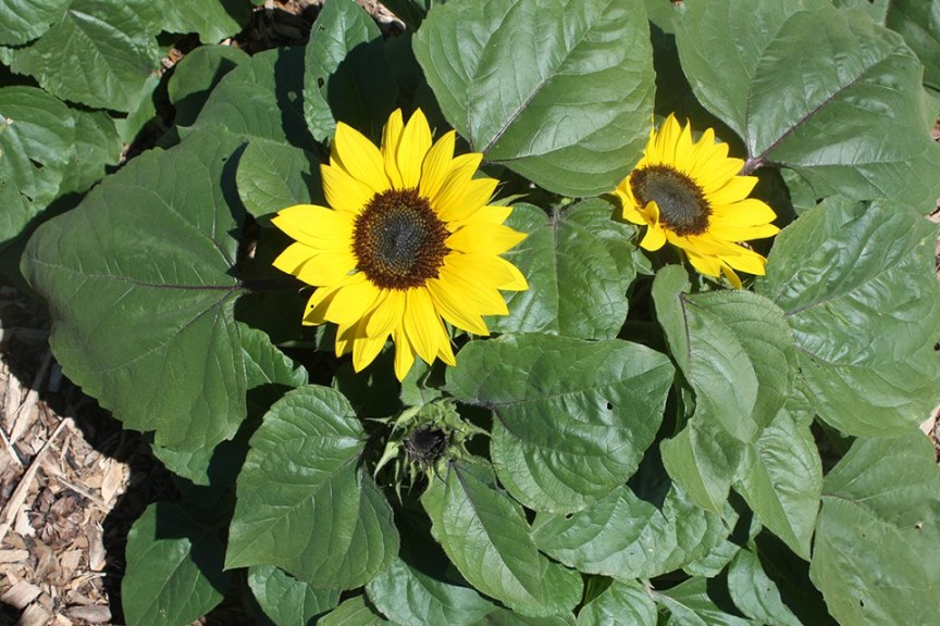 2015 University of Wisconsin Field Trials