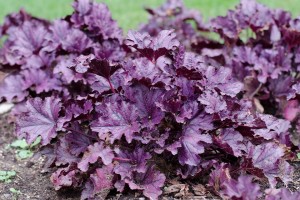 Heuchera 'Forever Purple' from Terra Nova (2015 Massachusetts Horticultural Society Field Trials)