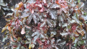 Iowa State University (Ames, Iowa) 2015 Field Trials Results