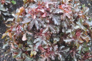 Hibiscus 'Little Zin' from Ball Floraplant (2015 Reiman Gardens, Iowa State University Field Trials)