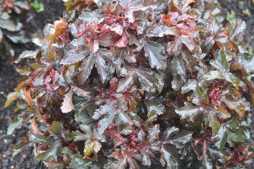 Hibiscus 'Little Zin' from Ball Floraplant (2015 Reiman Gardens, Iowa State University Field Trials)