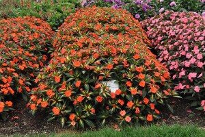Impatiens 'SunPatiens Spreading Tropical Orange' (2015 Colorado State University Field Trials) (2015 Colorado State University Annual Flower Trials)