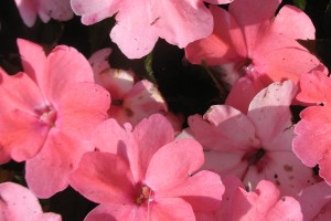 Impatiens hawkeri 'Sunpatiens Compact Coral Pink' (2015 Missouri Botanical Garden Field Trials)