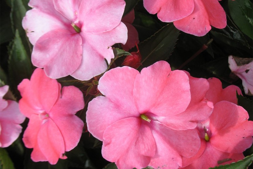 Impatiens hawkeri 'Sunpatiens Spreading Shell Pink' (2015 Missouri Botanical Garden Field Trials)