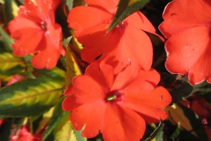 2015 Missouri Botanical Garden Field Trials