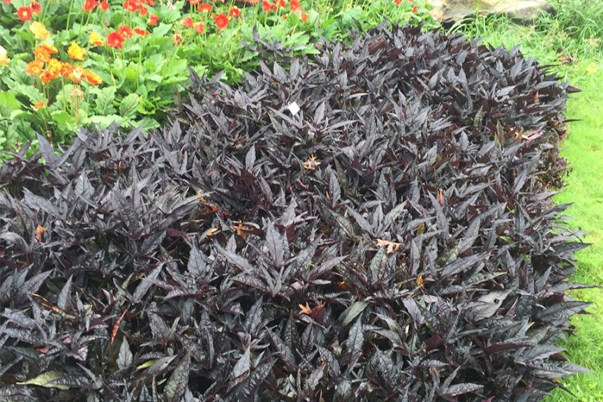 #4: Ipomoea 'SolarPower Black' (Top 10 Of The 2015 Louisiana State University Field Trials)