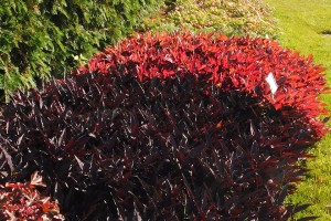 2015 Michigan State University Field Trials