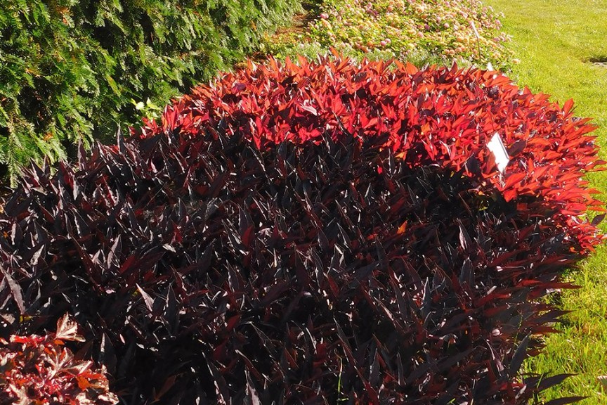 2015 Michigan State University Field Trials