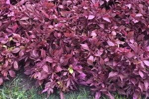 2015 University of Tennessee Field Trials