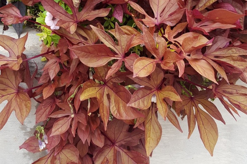 2015 Pike Creek Horticulture Center Field Trials