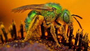 Nine Native Bees You Should Know About