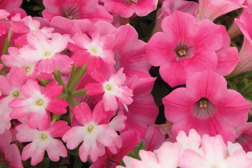 5. Kwik Kombos Cherry Blossom Mix (2015 Welby Gardens Field Trials)
