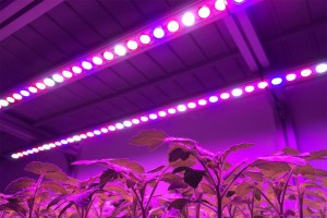 LED Lighting Solutions For Your Greenhouse