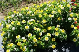 Best of Show #3: Lantana 'Evita Citrus'  (2015 Texas A and M University Field Trials)