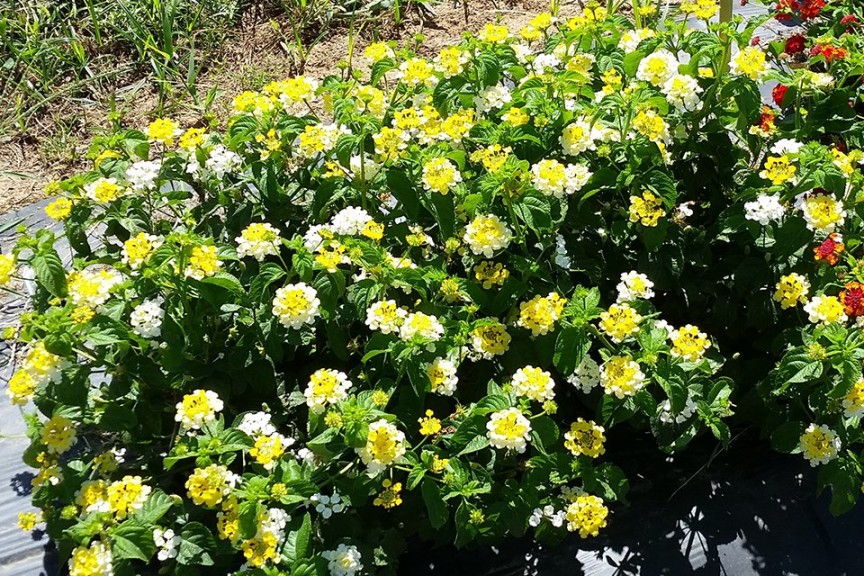 Best of Show #3: Lantana 'Evita Citrus'  (2015 Texas A and M University Field Trials)