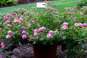 Lantana 'Luscious Pinkberry Blend' from Proven Winners (2015 Massachusetts Horticultural Society Field Trials)