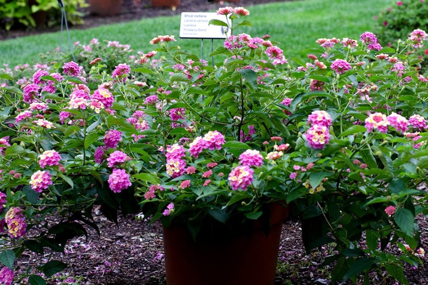 Lantana 'Luscious Pinkberry Blend' from Proven Winners (2015 Massachusetts Horticultural Society Field Trials)