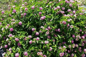 Lantana 'Luscious Pinkberry Blend' from Proven Winners