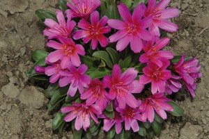 12 Succulents And Miniatures