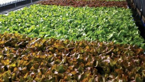 Keep It Fresh! There’s More Than One Way To Grow Vegetables Under Cover