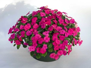 Impatiens walleriana 'Lollipop Fruit Punch Rose' (2015 Top 10 Performing Annuals at the University of Minnesota Field Trials)