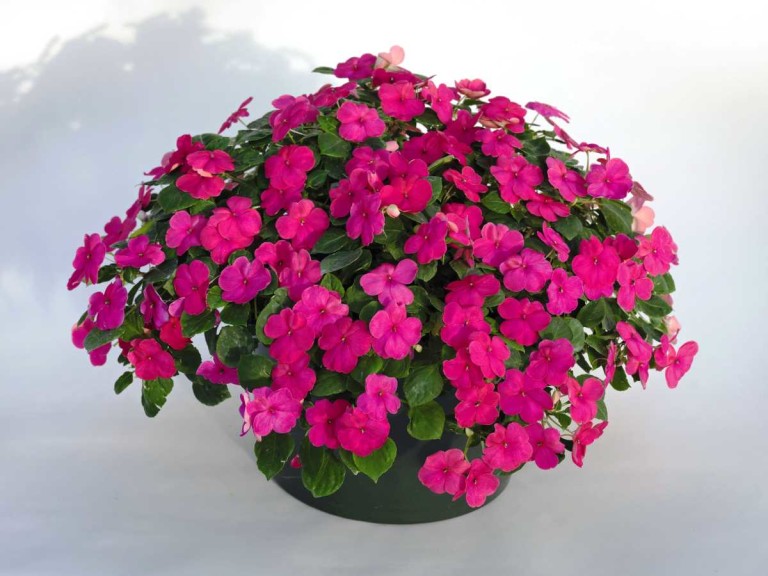 Impatiens walleriana 'Lollipop Fruit Punch Rose' (2015 Top 10 Performing Annuals at the University of Minnesota Field Trials)