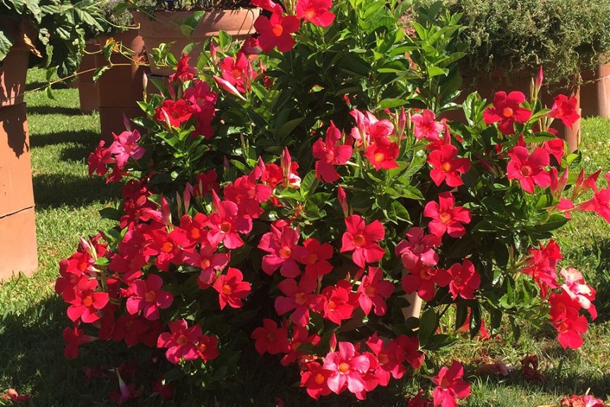 Mandevilla 'Sundenia Coral' (Best in Show Summer Varieties At The 2015 Dallas Arboretum Field Trials)